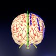 centralnervoussystemcortexlimbicbasalgangliastemcerebel3dmodelblend1.jpg Central nervous system cortex limbic basal ganglia stem cerebel 3D model