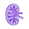 pieza8.stl Systemic circulatory system