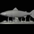 salmo-salar-1-21.png Atlantic salmon / salmo salar / losos obecný fish underwater statue detailed texture for 3d printing