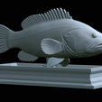 Dusky-grouper-32.png fish dusky grouper / Epinephelus marginatus statue detailed texture for 3d printing