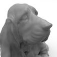 perro-6.jpg Bloodhound