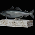 coalfish-statue-box-1-16.png fish coalfish / Pollachius virens with storage space / for 3d printing