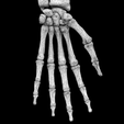 wf9.png Human skeleton set complete separable labelled bone names parts 3D model