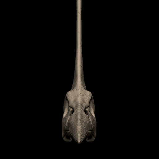 3.png Cráneo de Nyctosaurus