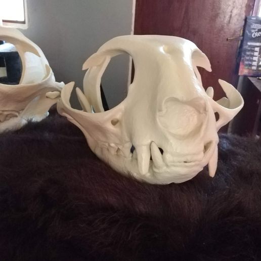 Skull cat head