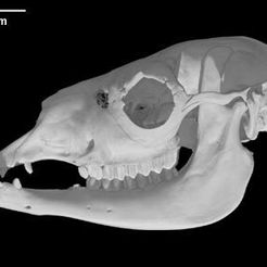 specimen-3.jpg Free STL file Lama glama, Llama skull・Model to download and 3D print
