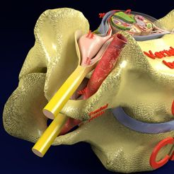 9.jpg Archivo STL Modelo 3D Vértebras de la médula espinal etiquetadas・Plan para descargar y imprimir en 3D