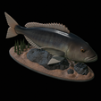 Dentex-statue-1-24.png fish Common dentex / dentex dentex statue underwater detailed texture for 3d printing