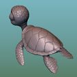 9.jpg Sea Turtle (Green turtle)