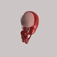 5.png HUMAN KIDNEY SEGMENTATION