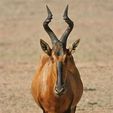 hartebeestpic.jpg Mini beasts Red Hartebeest skull