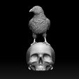 321123123.jpg bird crow