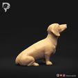 Dachshund-Smooth-Haired-Pose-05-Dog-3D-Print-3s.jpeg Teckel à poil lisse Pose 05