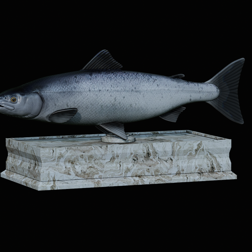 Salmon-statue-box-1.png fish sculpture of a Atlantic salmon / salmo salar with storage space / for 3d printing