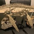 received_1557548238332210.jpeg Elasmosaurus skeleton part3