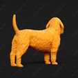 877-Basset_Fauve_de_Bretagne_Pose_02.jpg Basset Fauve de Bretagne Dog 3D Print Model Pose 02