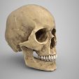 Skull-render-3.jpg Pete's skull with seperate jaw