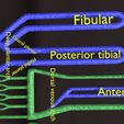 PSfinal0055.jpg Human venous system schematic 3D