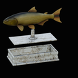 golden-dorado-statue-box-1-50.png fish golden dorado / Salminus brasiliensis with storage space / for 3d printing