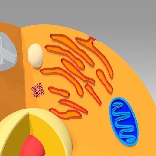 16.jpg Célula animal