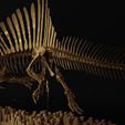 Spinosaurus-07.jpg Spinosaurus Diorama Swimming Skeleton