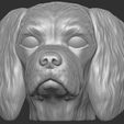 1.jpg Spaniel Cavalier dog head for 3D printing