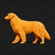 515-Australian_Shepherd_Dog_Pose_02.jpg Australian Shepherd Dog 3D Print Model Pose 02