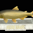 Golden-dorado-statue-16.png fish golden dorado / Salminus brasiliensis statue detailed texture for 3d printing