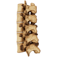 spine_003.png Anatomical  Spine model