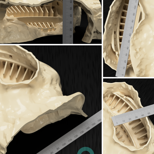 Colosseum-underwater-3d-printed-cave-dimensions-by-Aquireef3D.png Fish and Reptile Grotto, Colosseum Aquarium & Terrarium Cave, Fish Tank Shelter, Critter Hide, Aquascaping Tool