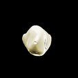 16.png Left Lower Lateral Lateral Incisor #32
