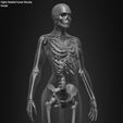 Female-Human-Skeleton-3D-Model-sculpted-by-Yacine-BRINIS-034.jpg Highly Detailed Human Skeleton (Female)