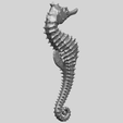 TDA0751_Hippocampus_Sea_Horse_01A05.png Hippocampus Sea Horse 01