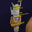 file-8.jpg Thyroid anatomy microscopic larynx trachea 3D model