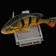 peacock-bass-trophy-1-1-15.png Peacock bass (Cichla ocellaris) fish in motion trophy statue for 3d printing