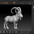 Ibex-Figurine-ZBRUSH-01.jpg Фигурка горного козла