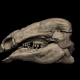 1.png Edmontonia Skull