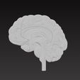 brain2.jpg 大脑