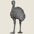 Emu-Bird-05.jpg エミュー・バード