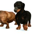 06.jpg DOG - DOWNLOAD Dachshund 3d model - Dog animated for blender-fbx-unity-maya-unreal-c4d-3ds max - 3D printing Dachshund DOG SAUSAGE - SAUSAGE PET CANINE WOLF