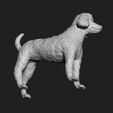 07.jpg Poodle model 3D print model