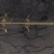 esqueleto2.png Mosasaur Skeleton