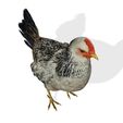 SC.jpg CHICKEN CHICKEN - DOWNLOAD CHICKEN 3d Model - animated for Blender-Fbx-Unity-Maya-Unreal-C4d-3ds Max - 3D Printing HEN hen, chicken, fowl, coward, sissy, funk- BIRD - POKÉMON - GARDEN