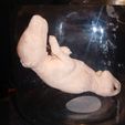 thylacine-12-weeks.jpg 1/2 Thylacine Tasmanian Tiger joey foetus fetus pup specimen apothecary