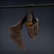 Flying_fox_5.jpg Renard volant - Chauve-souris frugivore