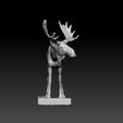 z222.jpg moose - elk - deer genus Alces - Alces alces - moose North America