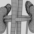w4.jpg Genito-urinary tract male 3D model 3D model
