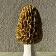 morrel_004.jpg Morel mushroom (lamp option)