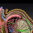 file-8.jpg testis with covering layers 3D model