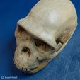 australopithecus-sediba-04.jpg Australopithecus sediba skull reconstruction